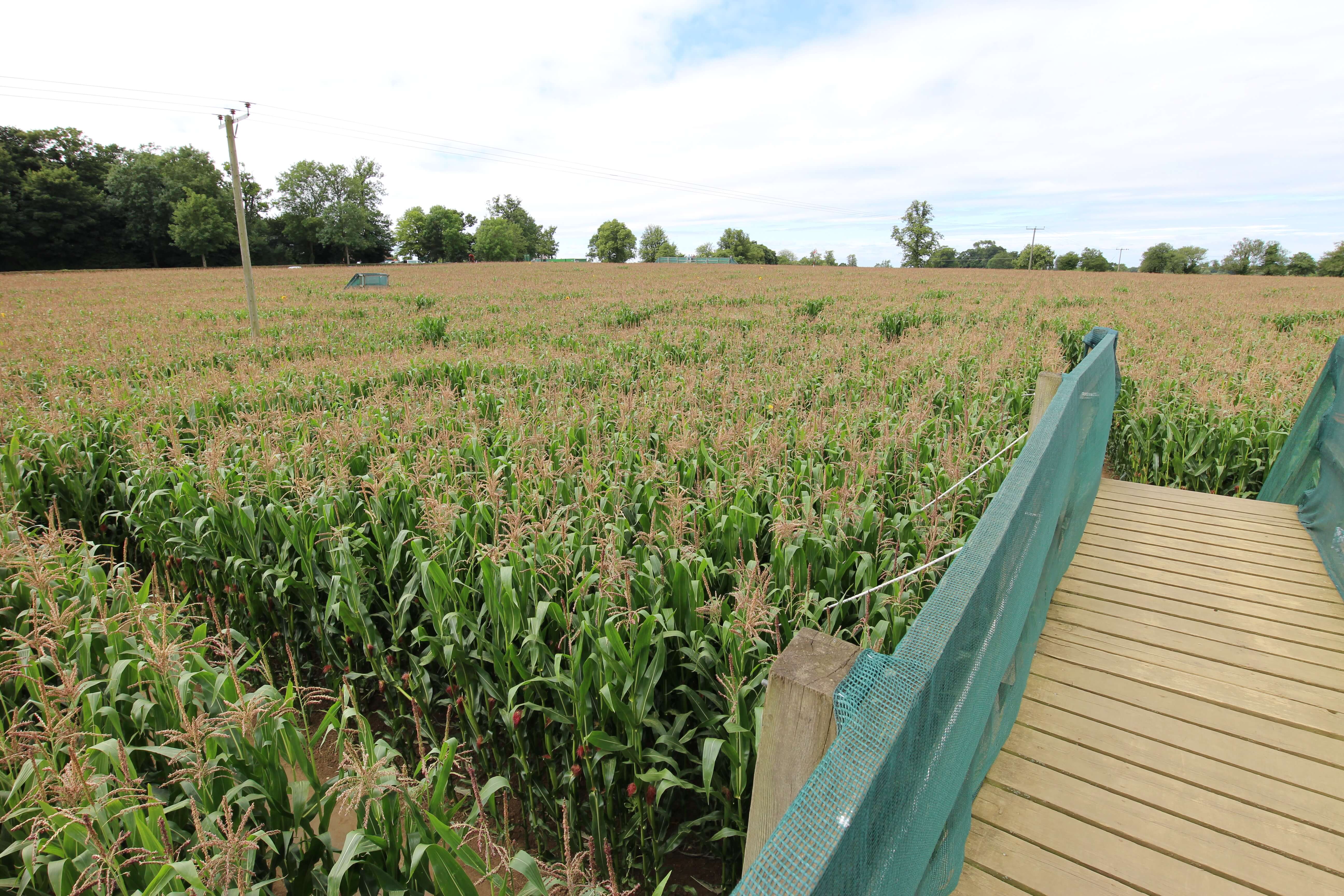 The 10ft high bridge gives great views across the maze 
