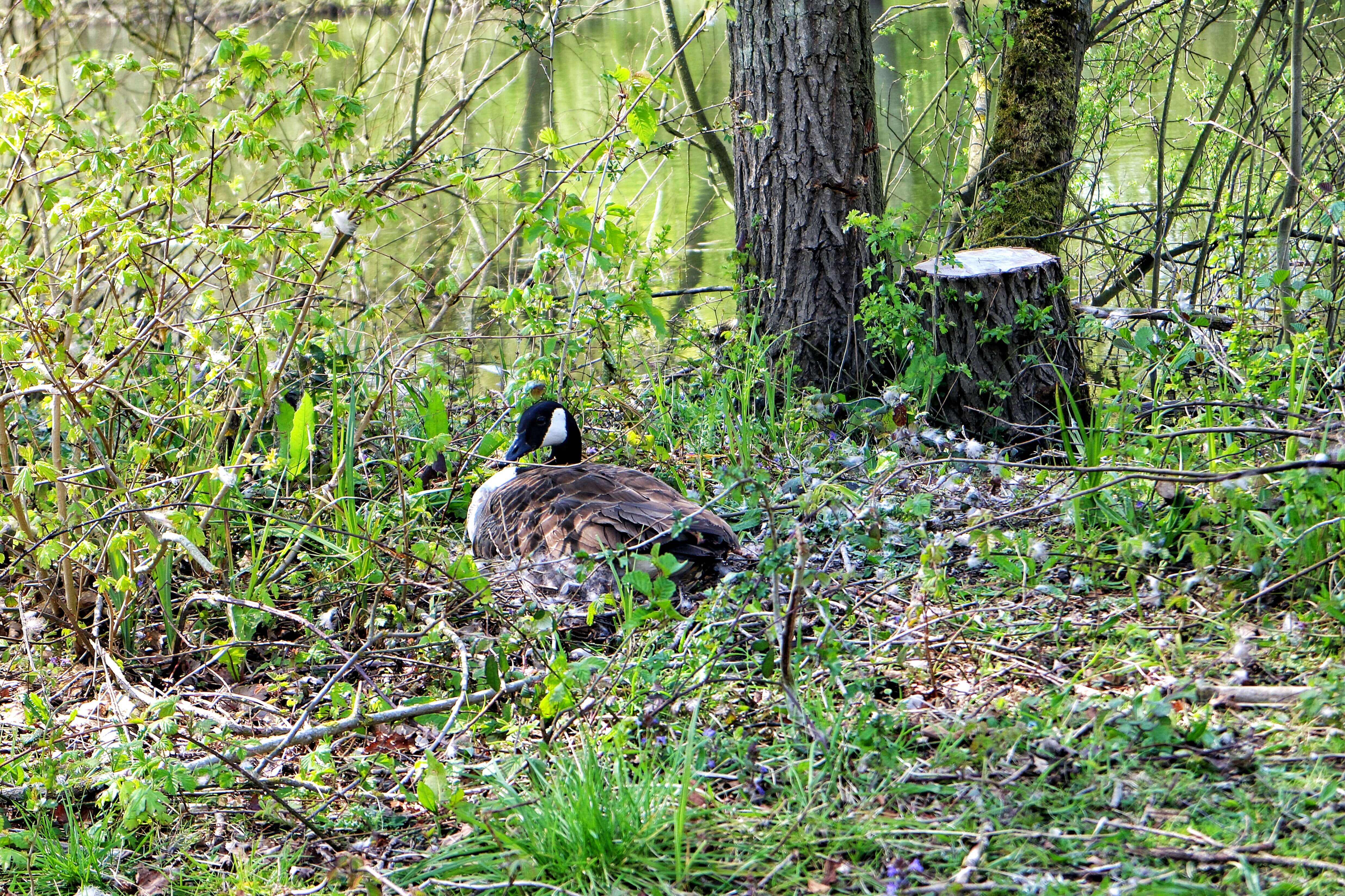 A nesting Canada Goose nestles in the undergrowth