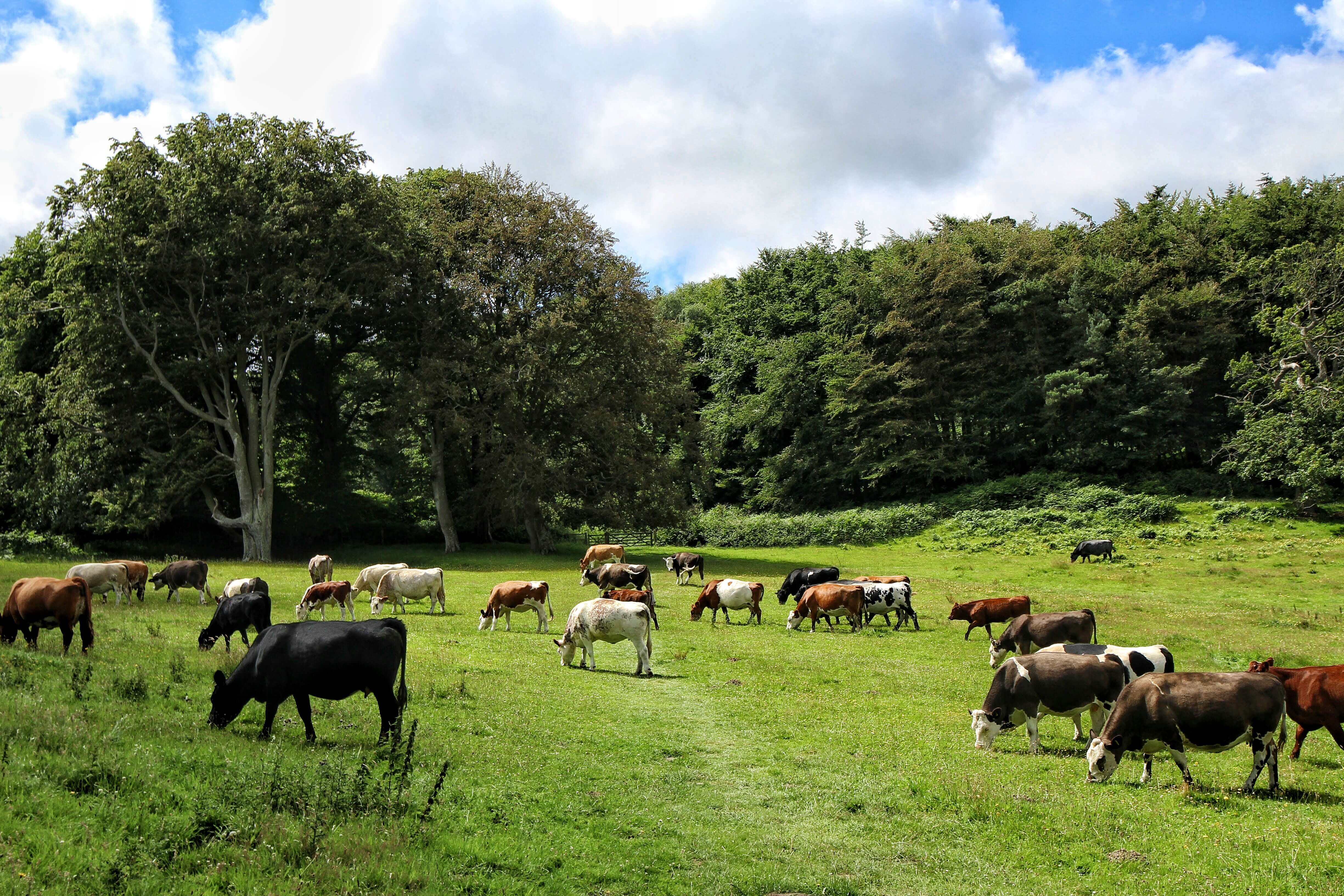 A green field with a herd of cows grazing