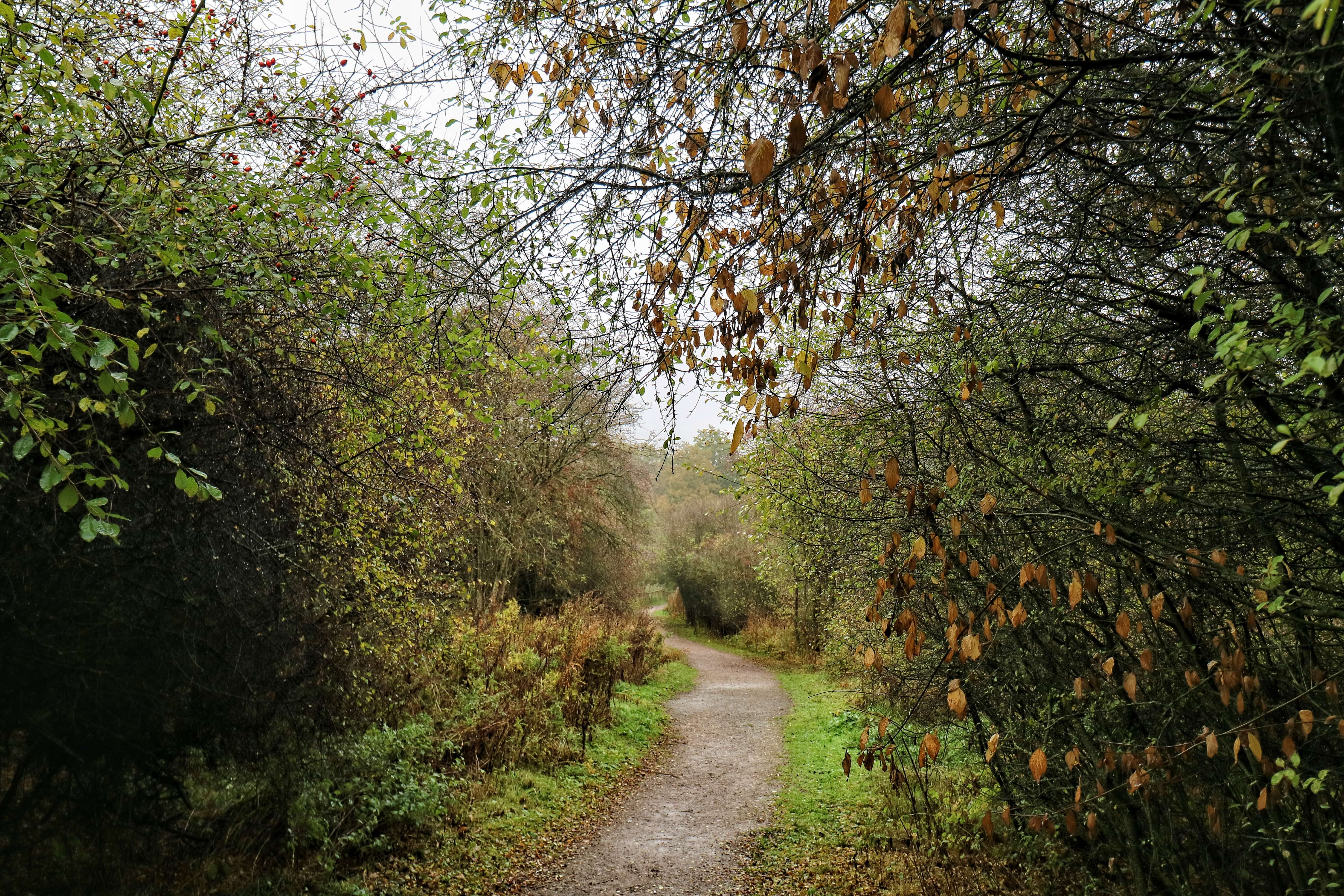 A path heading through trees and high hedges