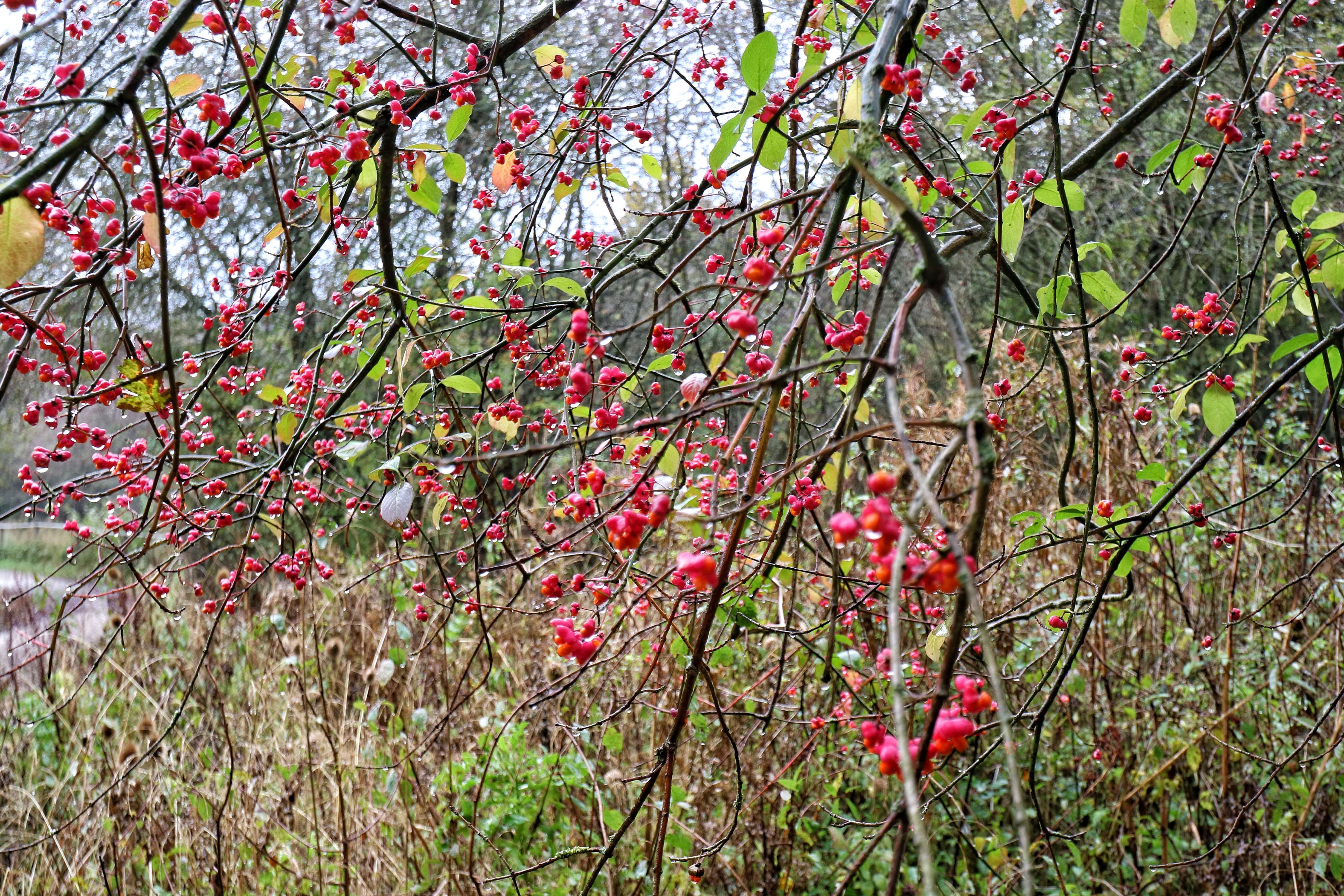 Bright red berries with rain dripping off them