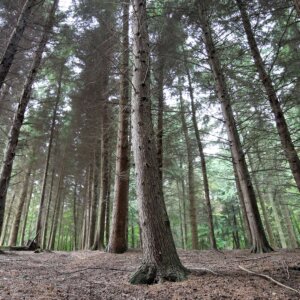 A Family Walk in Badby Woods