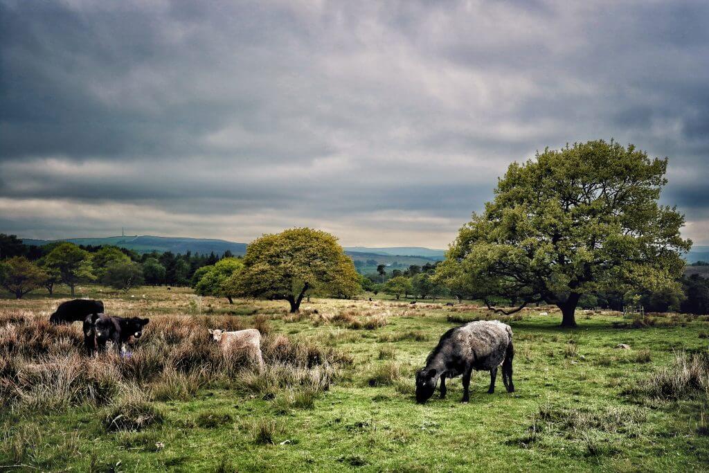 A cow grazes with calves nearby.