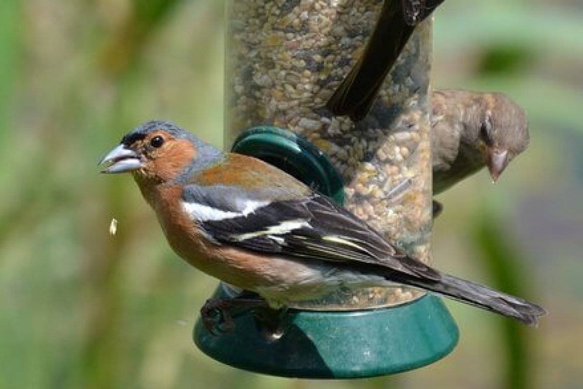 How to join in with the RSPB Big Garden Birdwatch 2019