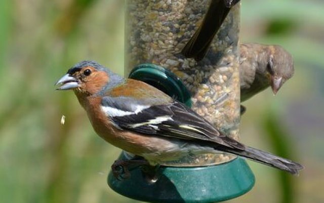 How to join in with the RSPB Big Garden Birdwatch 2019