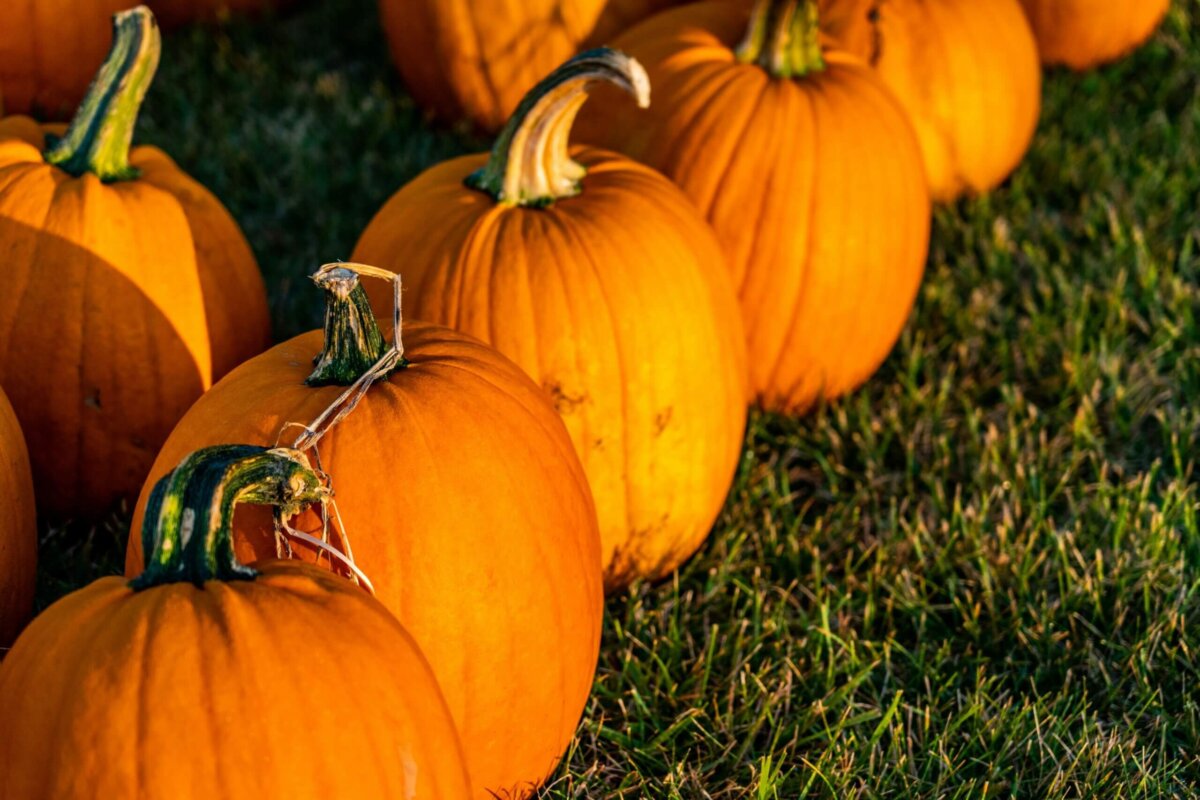 Where to Pick Pumpkins in Northamptonshire 2025