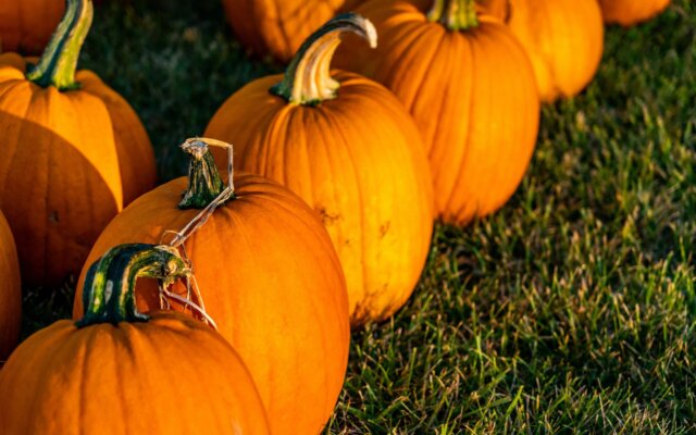 Where to Pick Pumpkins in Northamptonshire 2025