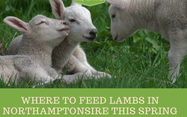 Where to Feed Lambs in Northamptonshire this Spring