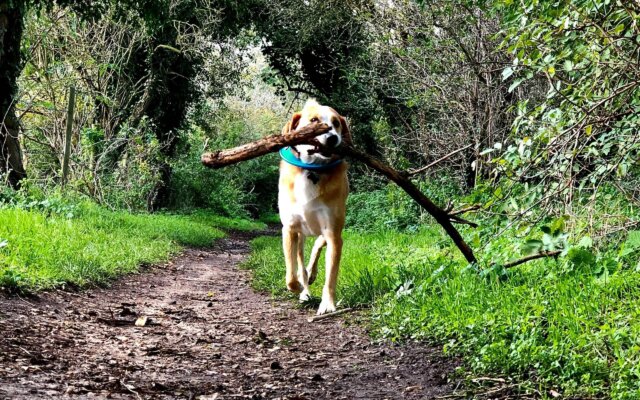 5 Dog-Friendly Villages to Visit in the Cotswolds